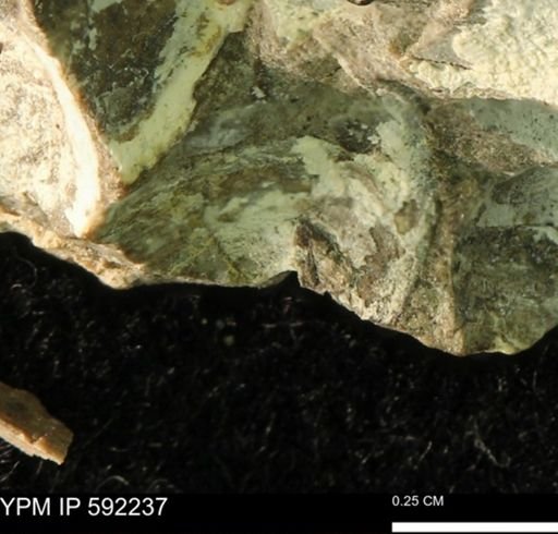 undet. Bivalvia