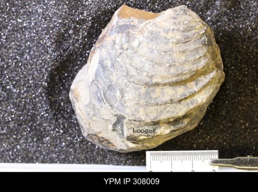 Inoceramus sp.