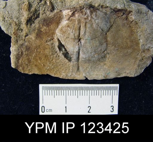 Rhipidomella musculosa