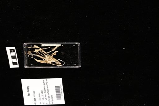 Rana clamitans