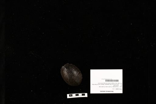 Sternotherus odoratus