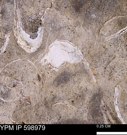 Mollusca