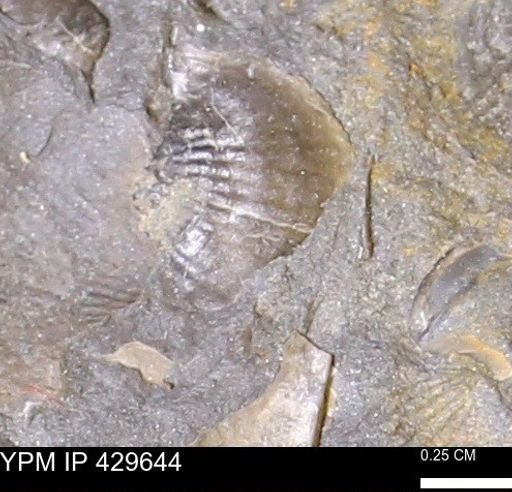 Devonochonetes