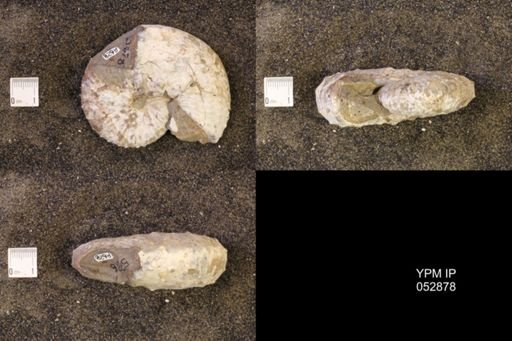 Discoscaphites gulosus