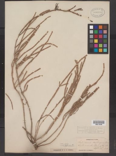 Salicornia virginica