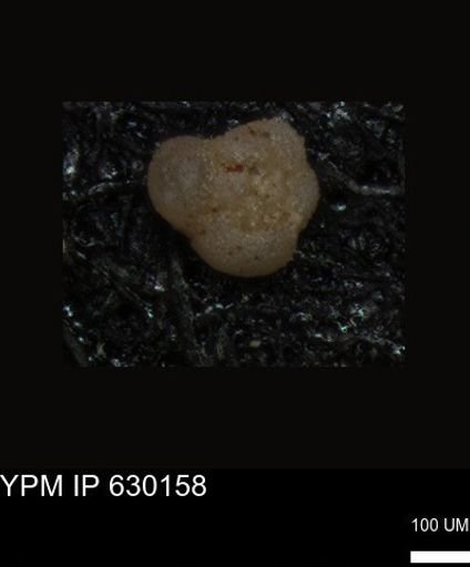undet. Foraminiferida