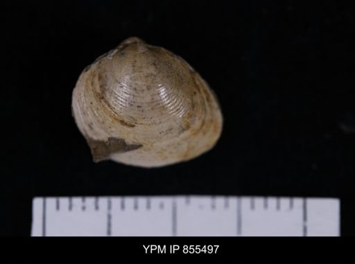 Limopsis striatopunctatus