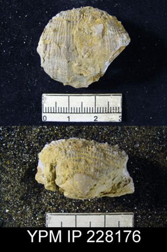 Dictyoclostus portlockianus