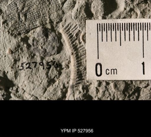 Aganaster gregarius