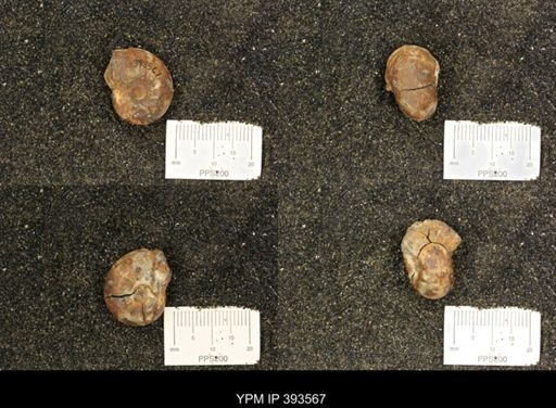 Pachydiscus complexus