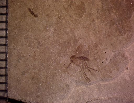 undet. Nematocera