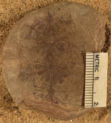 Annularia sphenophylloides