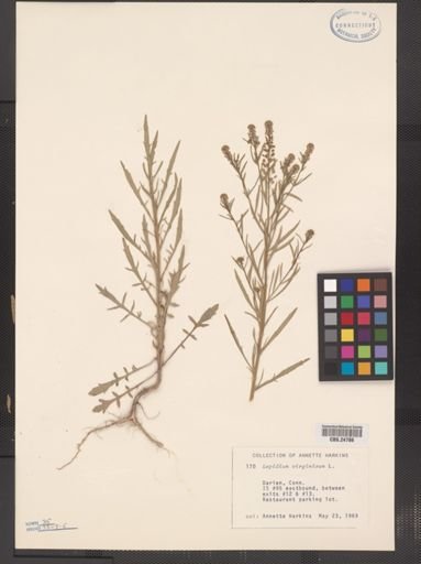 Lepidium virginicum
