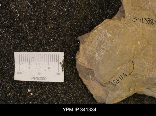 Scaphites sp.