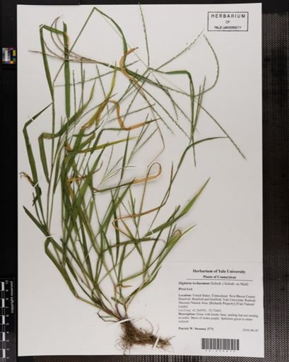 Digitaria ischaemum