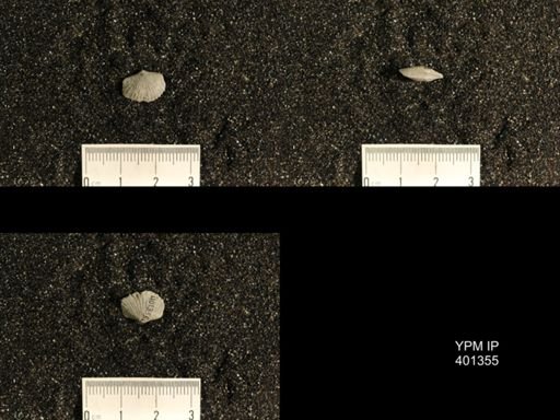 Plectorthis plicatella