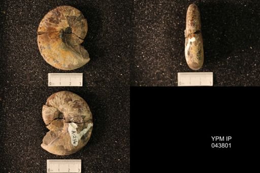Hoploscaphites nicolletii