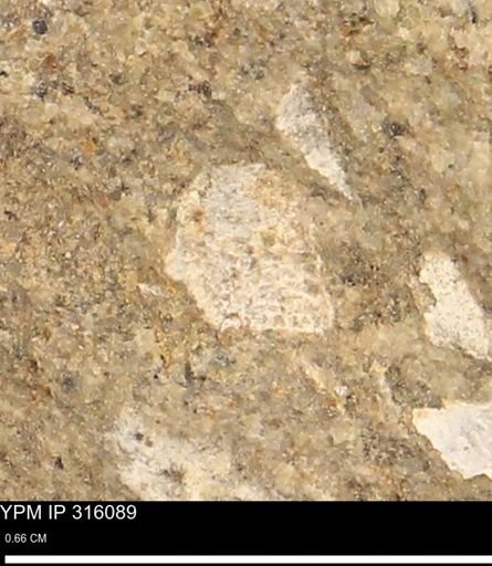 undet. Mollusca