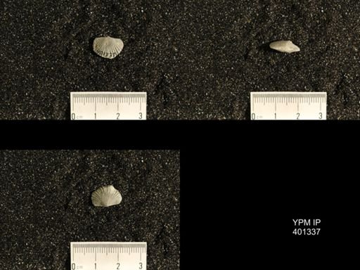 Plectorthis plicatella