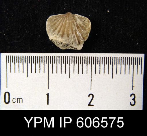 Leptocoelia hemispherica