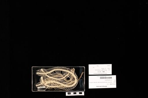 Bothrops alternatus