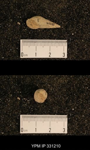 Meekospira sp.