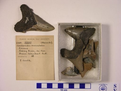 Carcharocles auriculatus