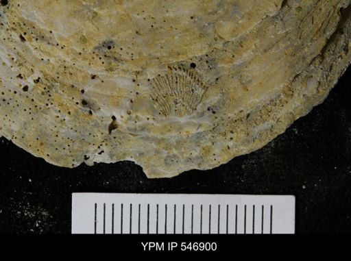 Balanus sp.
