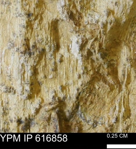Teredo sp.