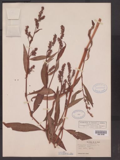 Polygonum persicaria