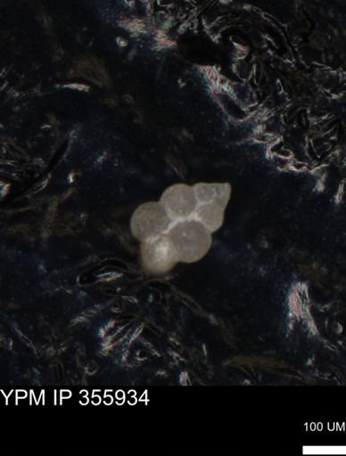 undet. Foraminiferida