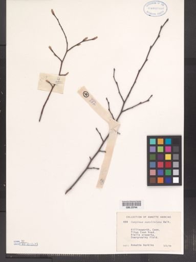 Carpinus caroliniana