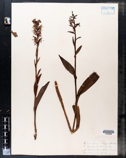 Platanthera lacera