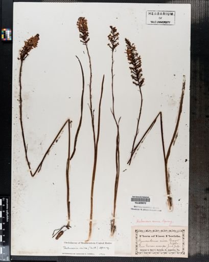 Habenaria