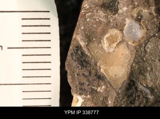 Protocardia subquadrata