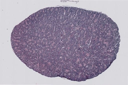 Rana clamitans