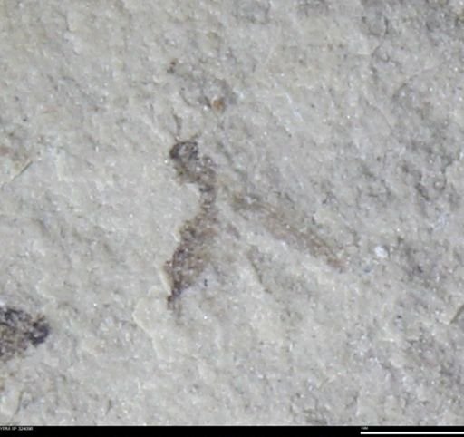 undet. Insecta