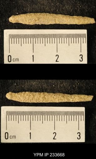 Archaeocidaris sp.