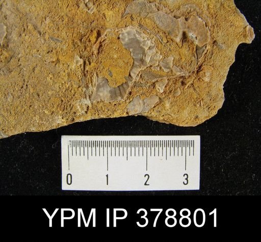 undet. Brachiopoda