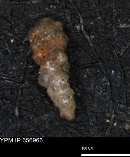 Verneuilinoides hectori