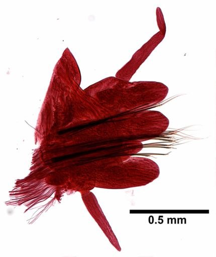 Nereis pelagica