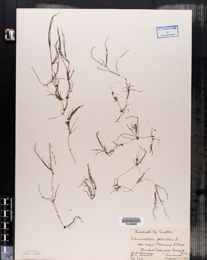Zannichellia palustris