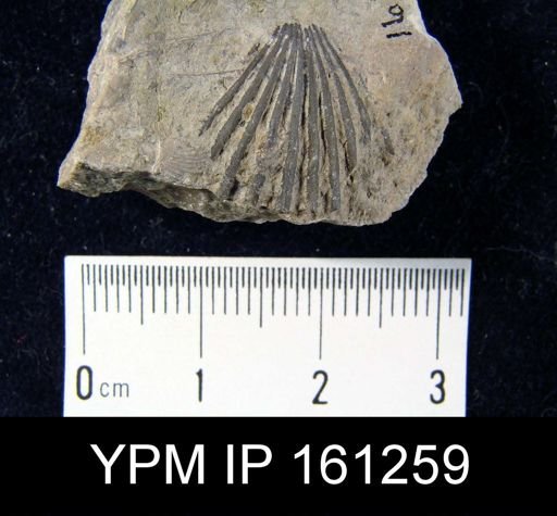 Orthis flabellites