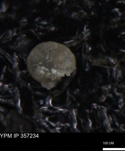 undet. Foraminiferida