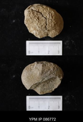Unionidae