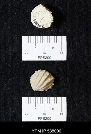 Plicatula dentonensis