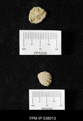 Plicatula dentonensis