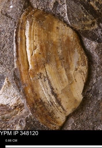 Limopsis striatopunctatus