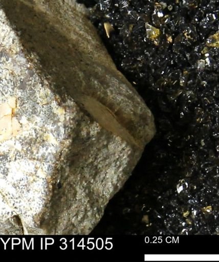 undet. Mollusca