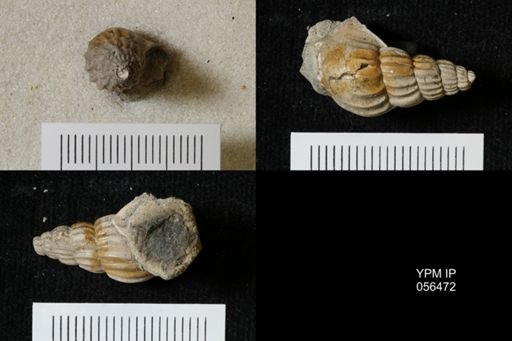 Graciliala calcaris